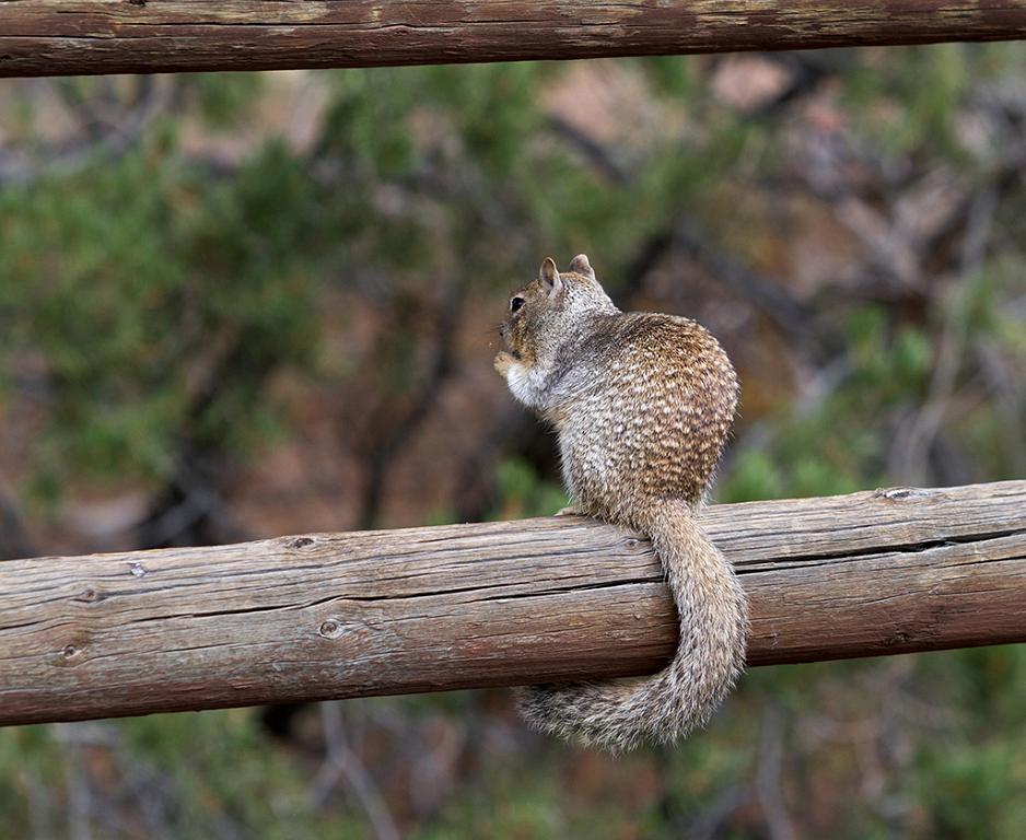 10-17 - 02.jpg - Grand Canyon National Park, South Rim